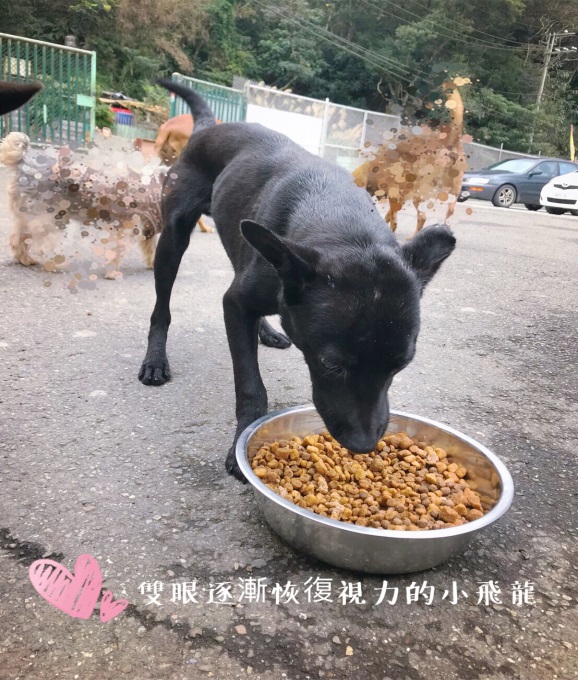 雙眼已逐漸康復的「小飛龍」在八里動物之家等待認養。 新北市動保處/提供