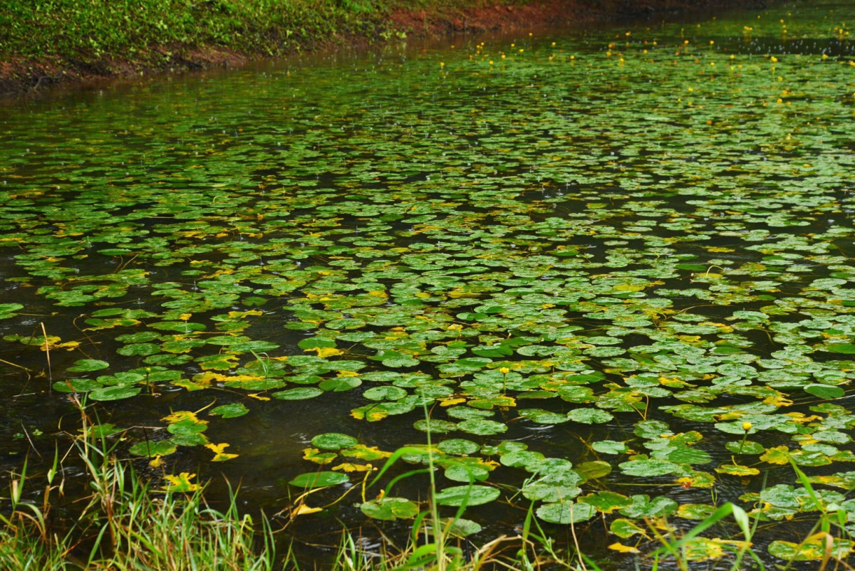 桃園市政府補植埤塘的水生植物，可有效增加台北赤蛙數量。 桃園市農業局/提供