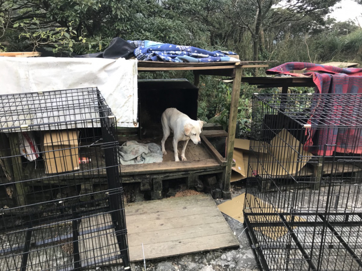 狗場環境簡陋、髒亂，也讓浪浪的健康造成疑慮。註:前方黑色籠子為移送浪浪用鐵籠 姚崇仁/攝