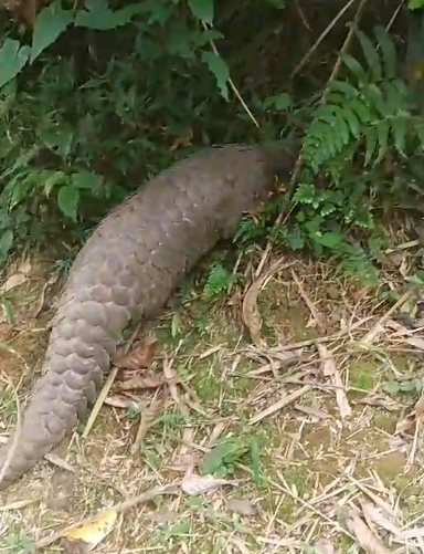 落難的穿山甲康復後,已經野放回到山林裡。 新北市動保處/提供