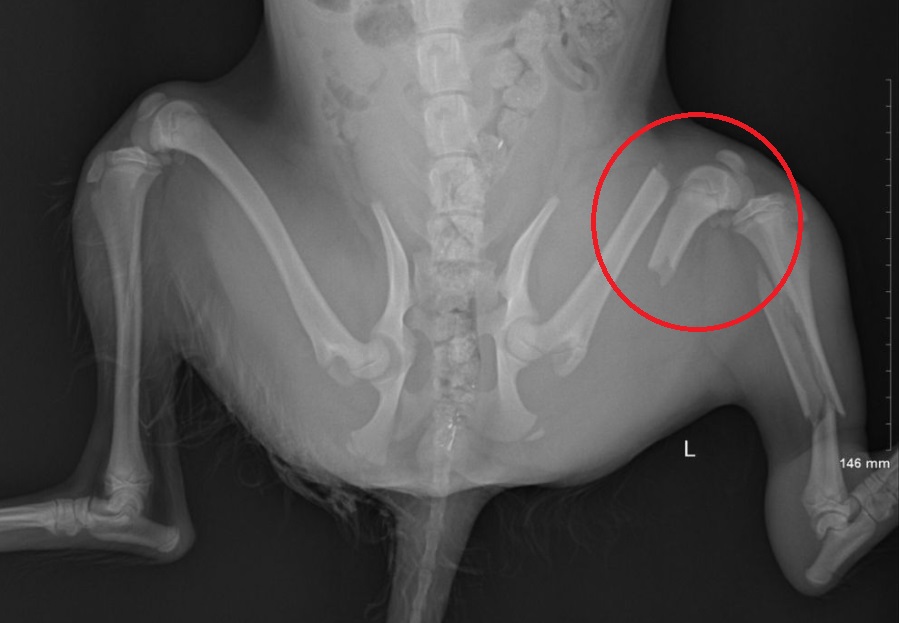 X光診斷出「安妮」有兩處骨折。新北市動保處/提供
