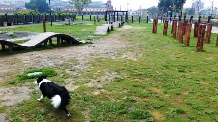 台中市唯一一座友善動物公園，有草皮殘缺、空間設施不足等問題。 台中動保處/提供