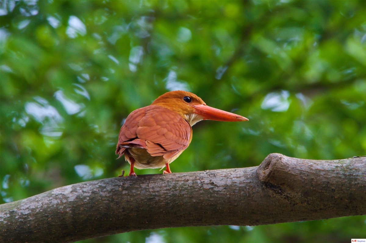 赤翡翠擁有鐵鏽紅的毛色及亮紅色的嘴巴，因此有著「會飛的紅寶石」的美稱。鳥友張順雄/提供