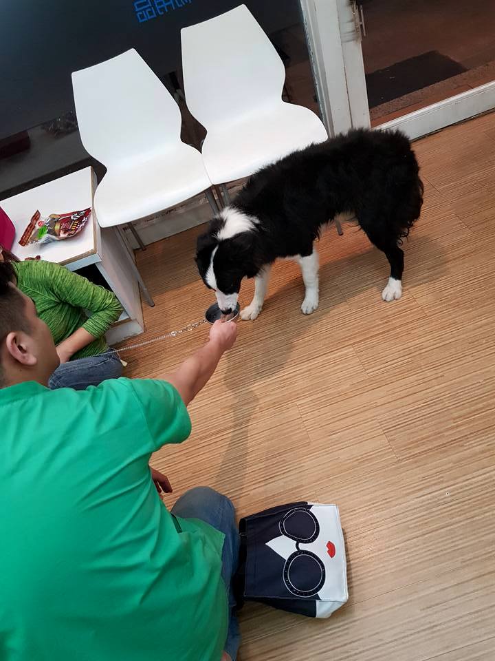 「DD」身上多處受傷，目前在獸醫院作觀察。Andrea Wang/提供