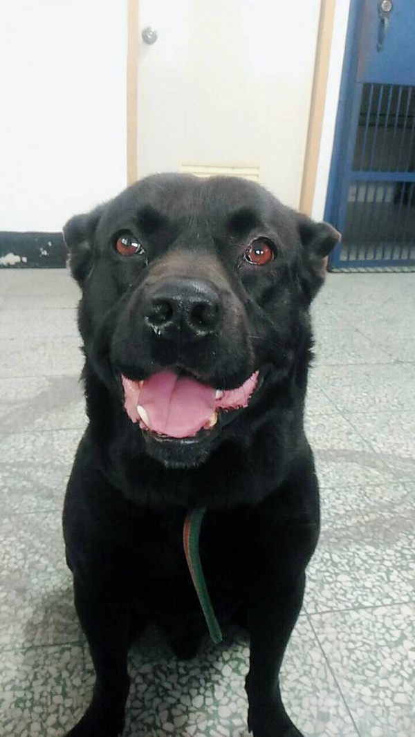 忠犬「哈登」護主有功。 中和派出所/提供