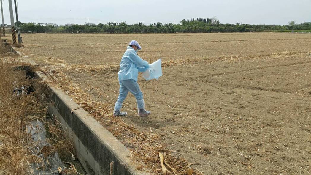農業處人員採集鳥屍送去化驗。 嘉義縣農業處/提供