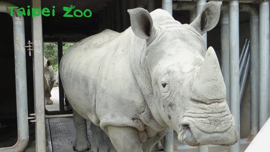 犀牛在進行人工採精時必須先進入保定架。 台北市立動物園/提供