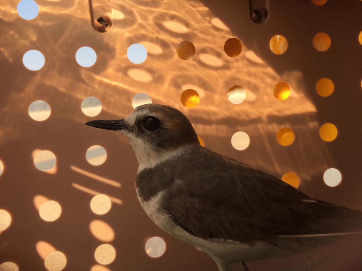 準備重新回到大自然的東方環頸鴴。 金門野生動物救援暨保育協會/提供