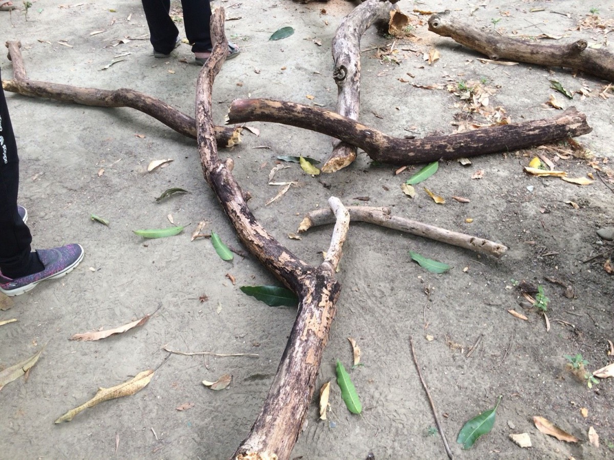 斷裂的樹幹被路過民眾誤以為是鳥友故意鋸掉的。拍鳥俱樂部黃蜀婷/提供