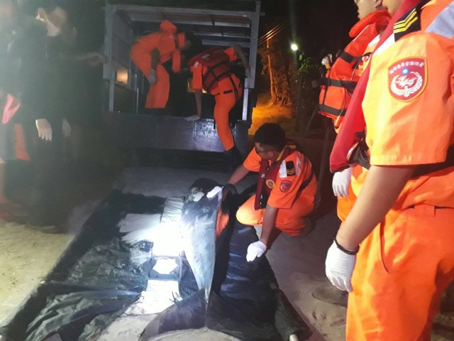 大夥合力將擱淺的侏儒抹香鯨搬到水箱車上。海巡署中部分署/提供
