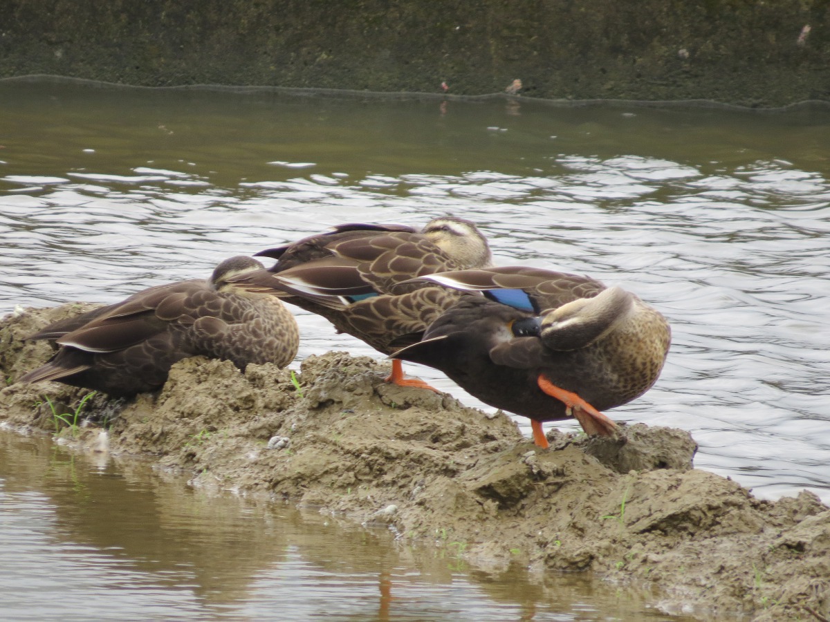 新北市八里挖子尾常見的花嘴鴨。 新北市農業局/提供