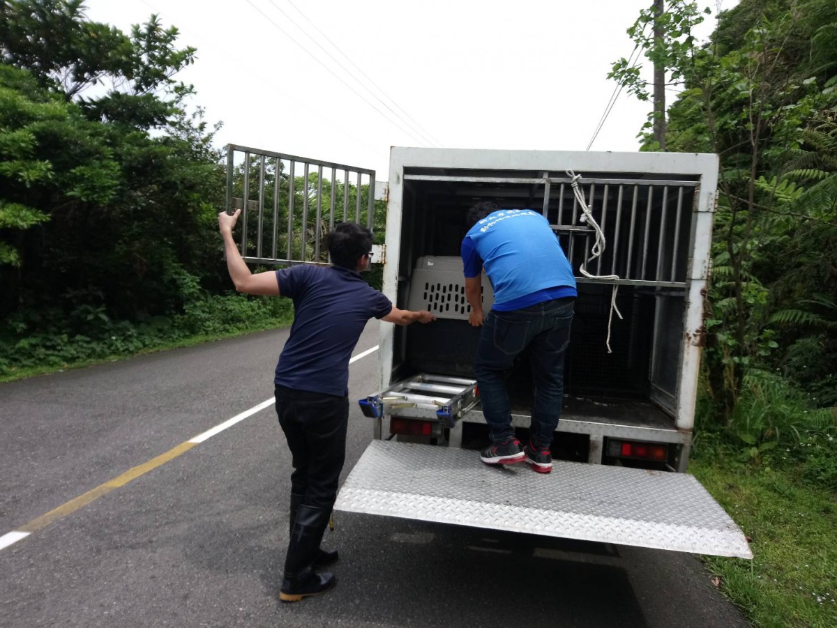 動保員將山羌帶回醫療中心安置。 新北市動保處/提供