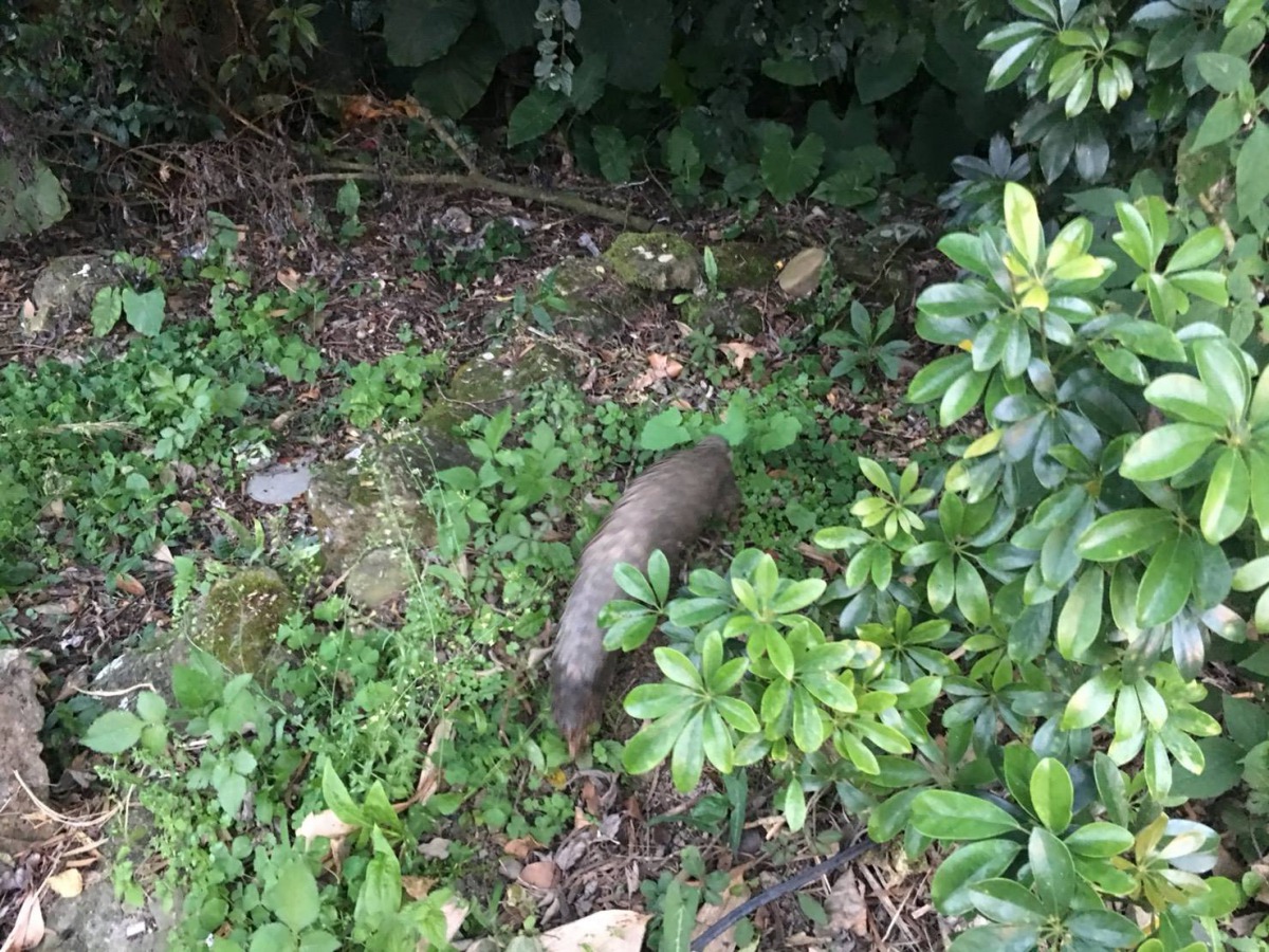 穿山甲已被野放回到大自然。 保七總隊/提供