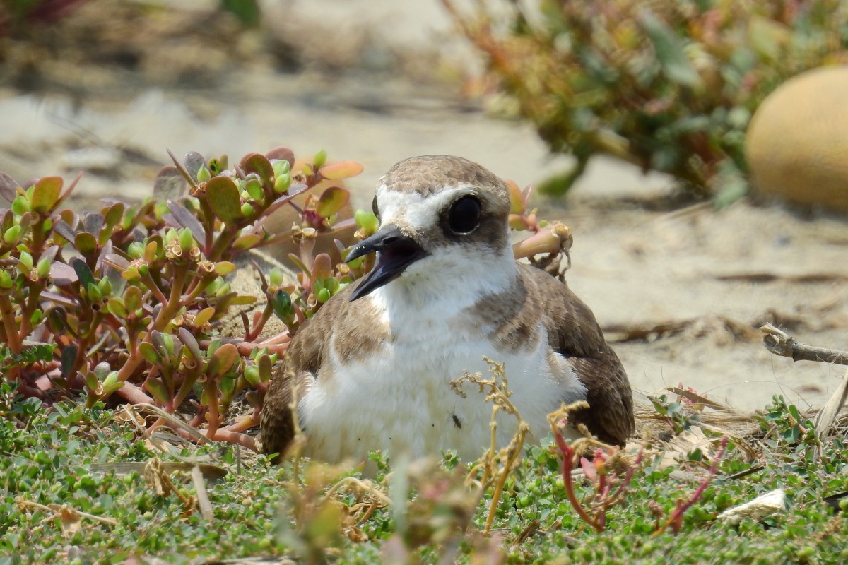 東方環頸鴴也是沙灘常見的水鳥。拍鳥俱樂部李姓鳥友/提供