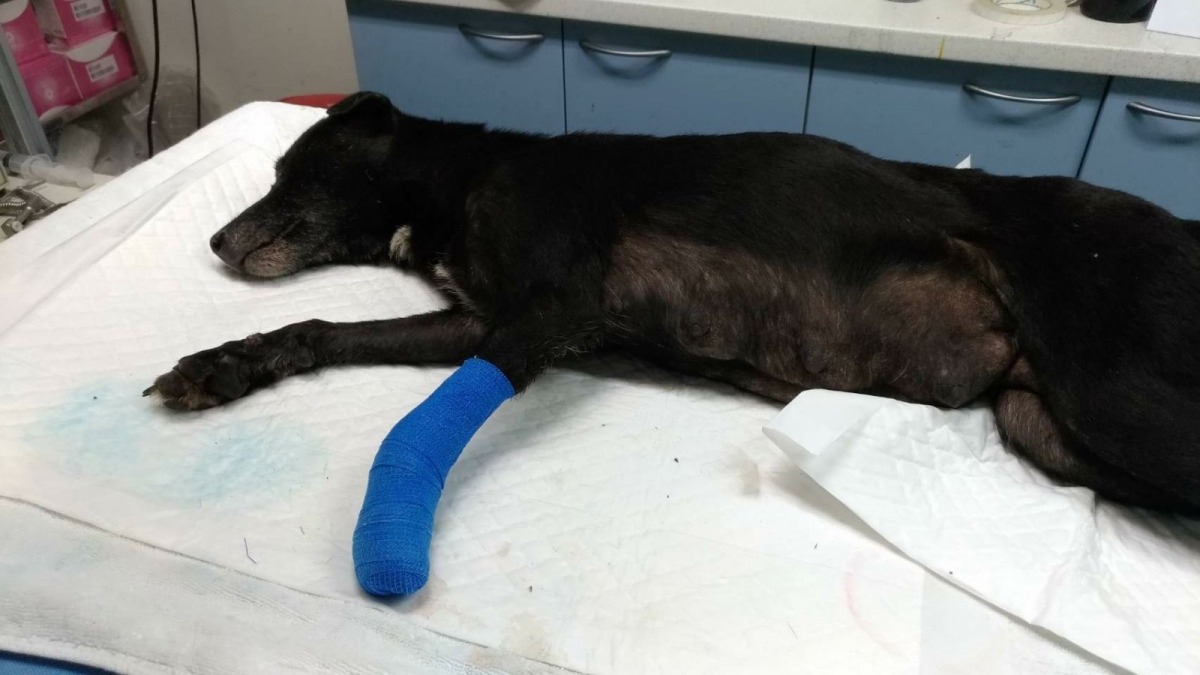 受傷的浪犬已經穩定許多,並開放民眾認養。 新北市動保處/提供