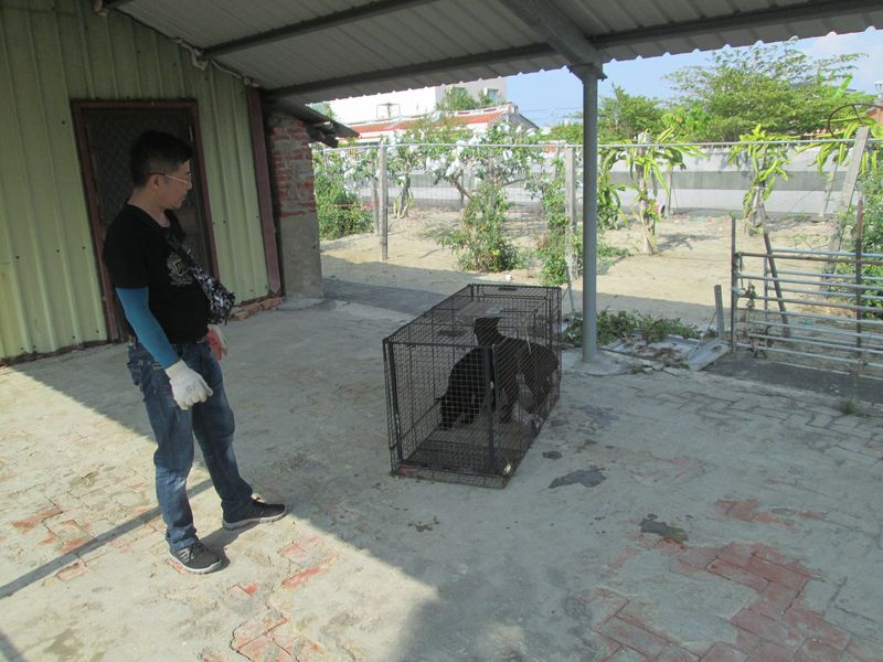 動保處會同愛媽及動保團體用誘捕籠捕捉遊蕩犬。 台南市動保處/提供