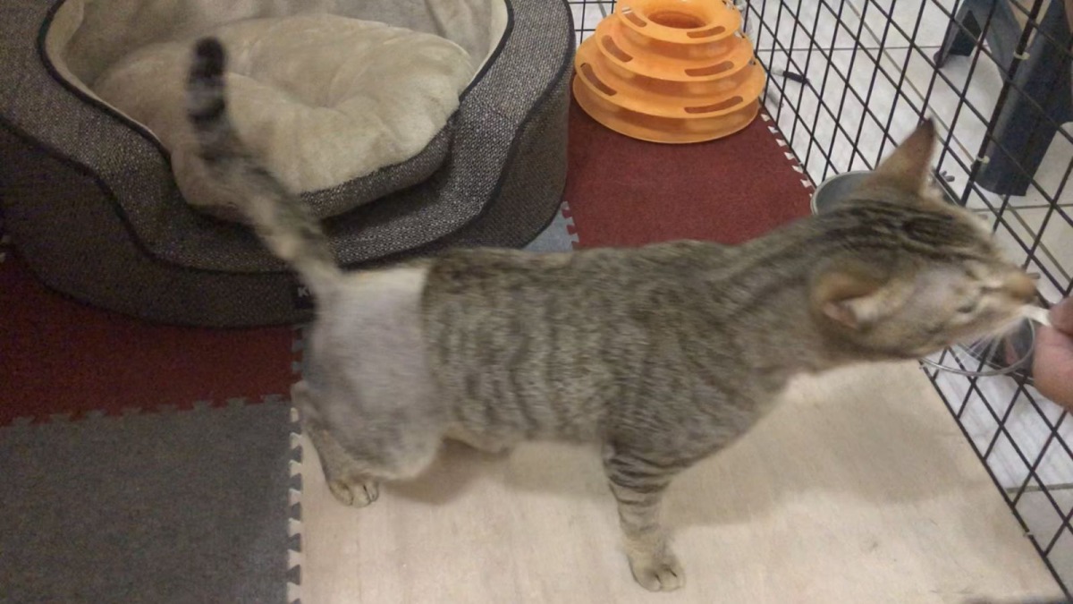 「王浩」最後被熱心民眾認養。 新北市動保處/提供