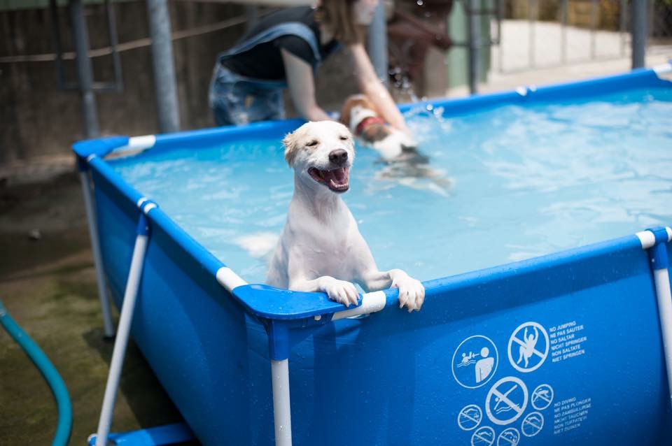 夜宿收容所的活動相當特別，民眾都很踴躍報名高雄暑期動保營。 高雄市動保處/提供