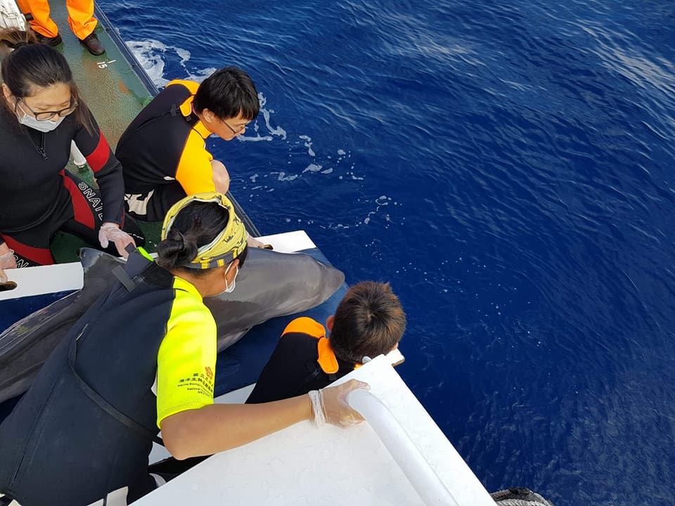 「阿鳳」原本已經順利野放，但還是游返岸邊再度擱淺。成功大學海洋生物及鯨豚研究中心/提供