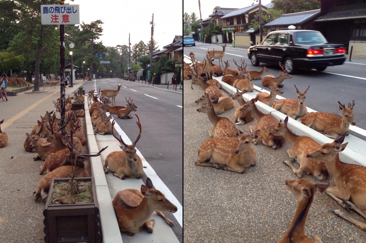 日本奈良也經歷過梅花鹿過多的問題。 資料照片 Sinnonono/Twitter