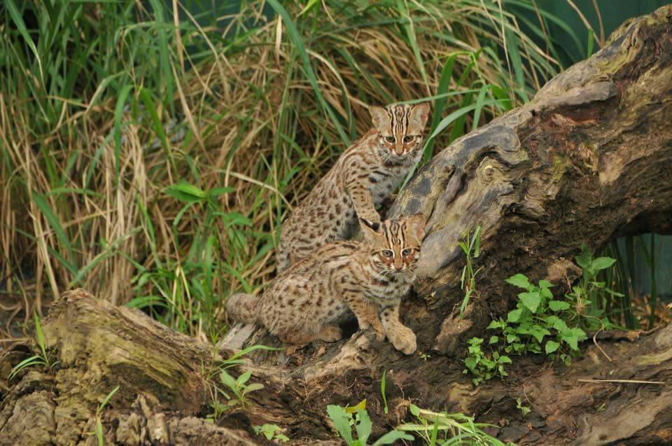 台中市政府正在規劃「石虎遷移生態廊道」，完整保育石虎生態。 台灣動物新聞網資料照片 台中市農業局/提供