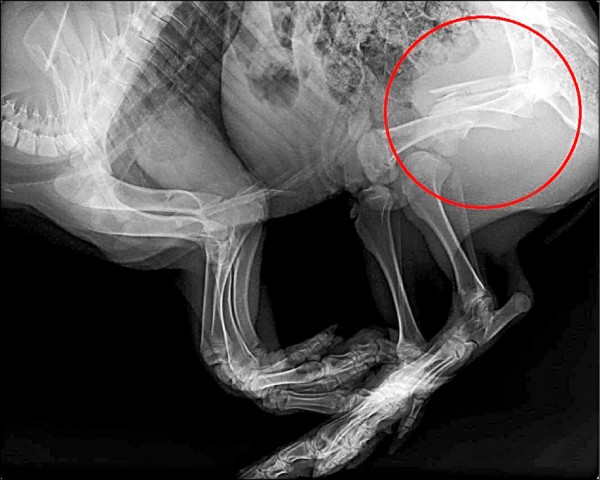 山體遺體送至獸醫院釐清死因，發現全身有多處骨折。台中市警察局/提供