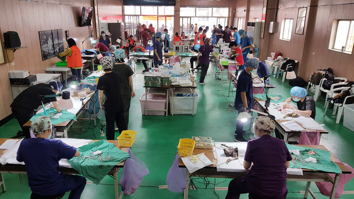 浪浪團隊在臨時搭建的手術室做絕育手術。中興大學/提供