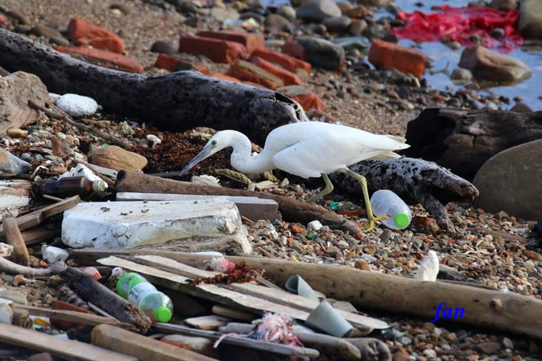 岩鷺在南雅奇岩風景區生活，卻有許多人為垃圾。拍鳥俱樂部范榮梁/提供