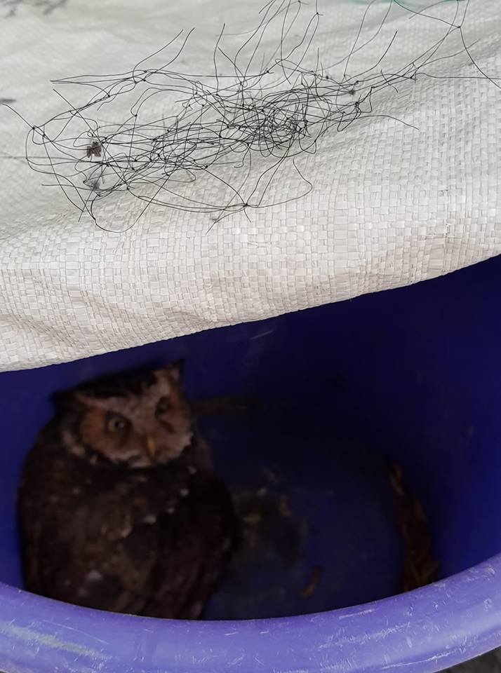 熱心民眾將纏住黃嘴角鴞的網子剪掉。 翻攝/臉書花蓮同鄉會