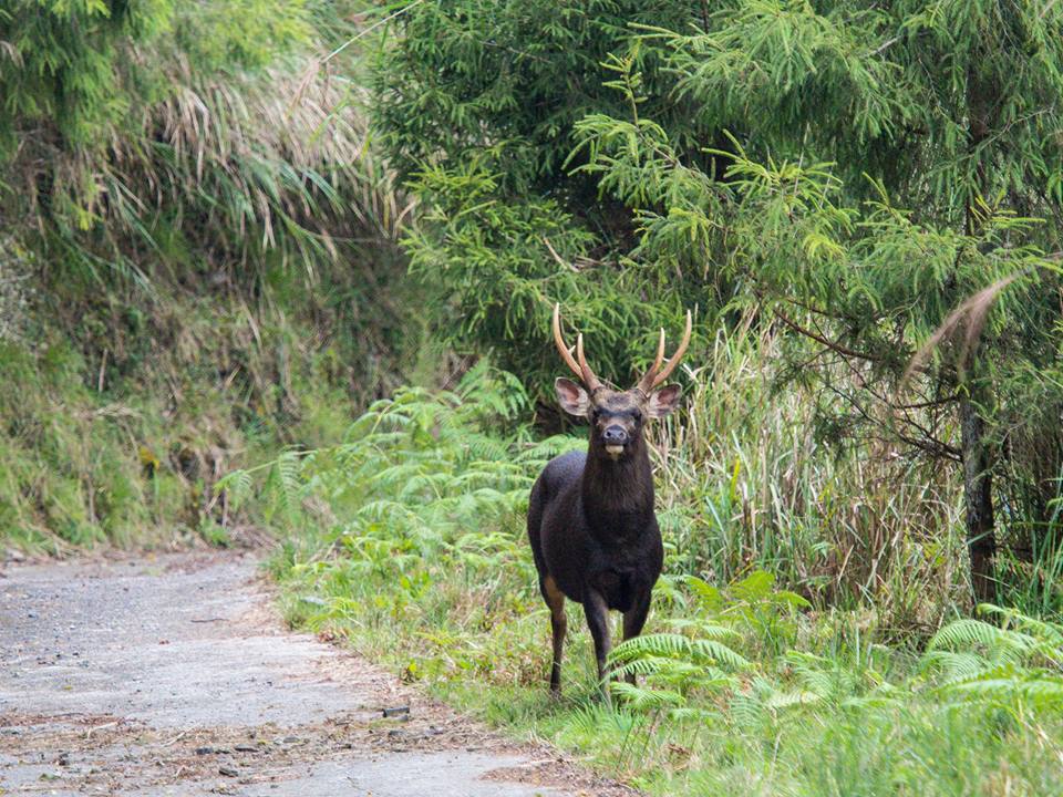 研究人員在調查過程中數次目擊到水鹿。 玉管處/提供