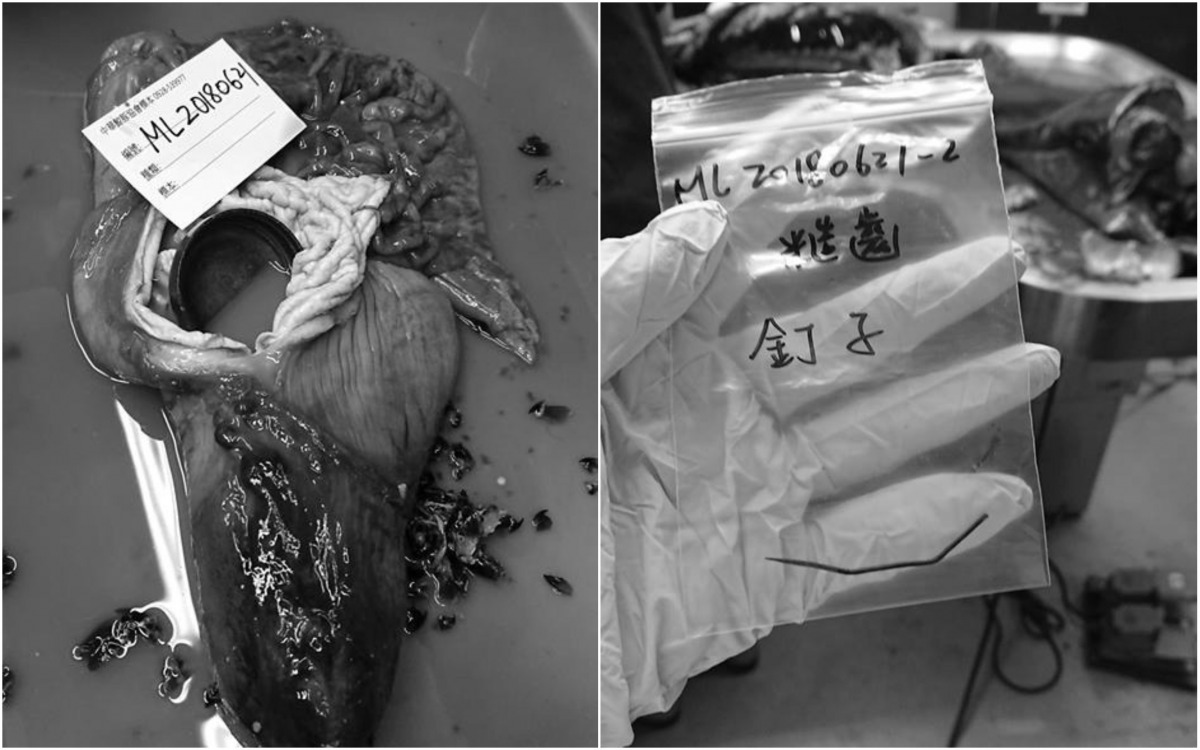 擱淺死亡的糙齒海豚解剖後在胃中發現鐵釘以及塑膠瓶蓋。 取自/海洋公民基金會