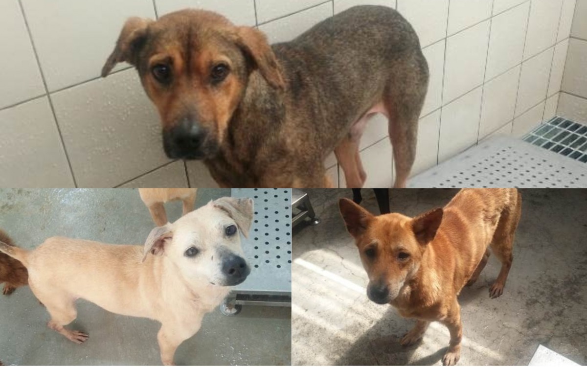 從大坪頂私人狗場救出的犬隻都已恢復健康體態，等待民眾認養。 新北市動保處/提供