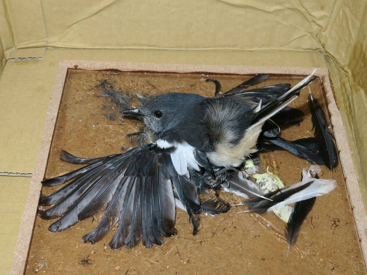 鳥類遭黏鼠板受困的事件層出不窮，民眾發現時應盡速送至救援單位。 台灣動物新聞網資料照片 金門縣野生動物救援暨保育協會/提供