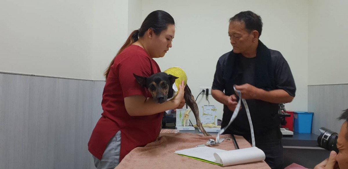 日本輪椅達人赤木義和幫「太陽餅」量身打造輪椅。高雄市關懷流浪動物協會/提供