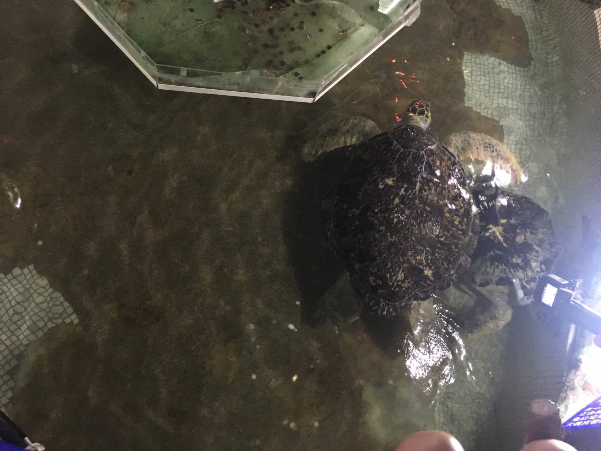 大義宮海龜飼養40多年來狀況都很良好。 解救大義宮海龜粉絲專頁/提供