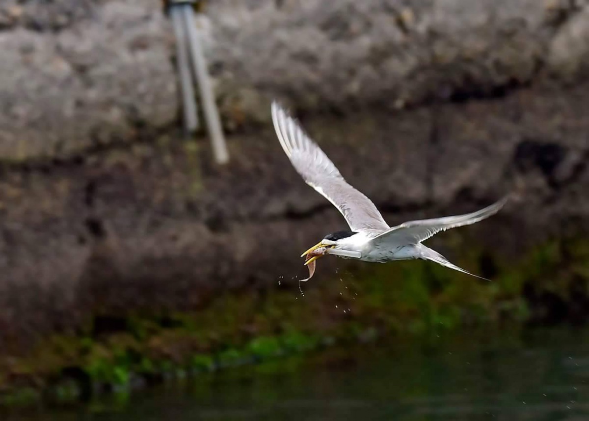 鳥友認為這隻鳳頭燕鷗為人類上了一課,希望大家一起減塑保護生態。拍鳥俱樂部吳姓鳥友/提供