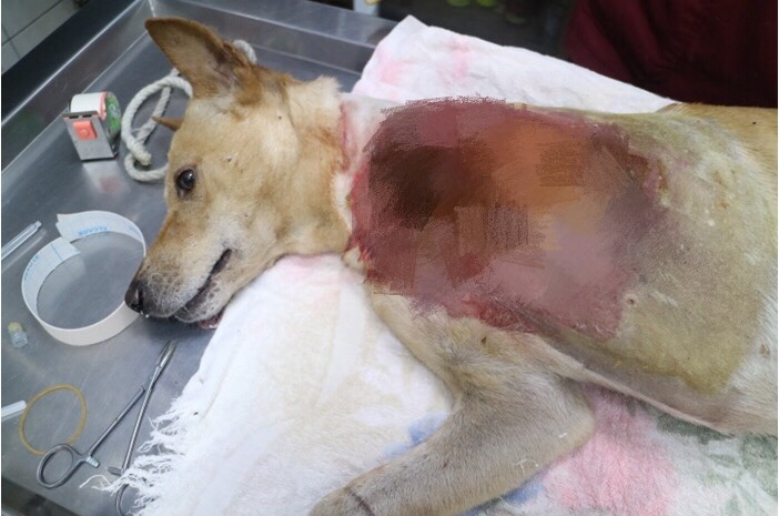 「椪柑」經過截肢手術及輸血搶救後仍然須在醫院觀察。高雄市關懷流浪動物協會/提供