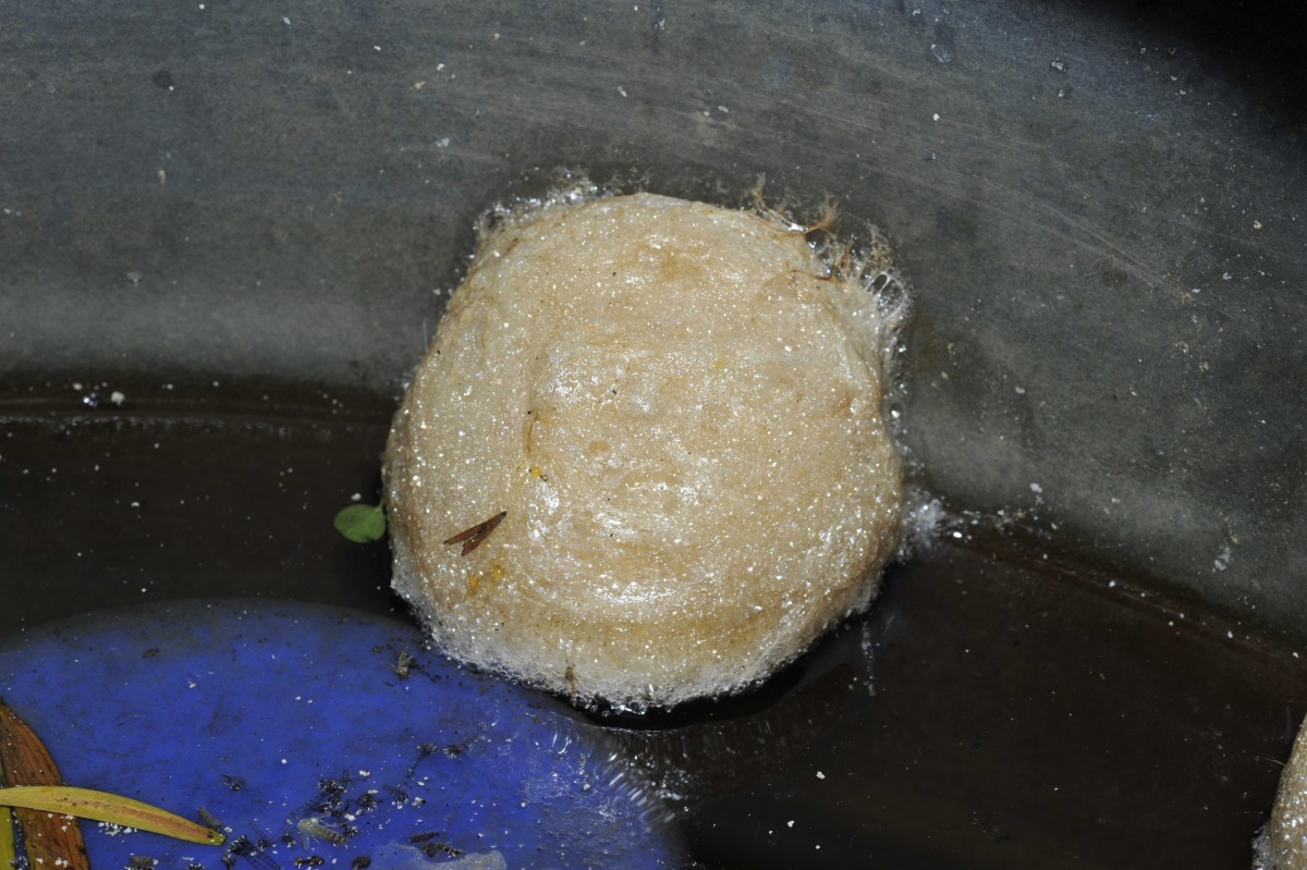 斑腿樹蛙卵泡常黏著於植物或容器上，隨園藝植栽擴散至其他地方。 台北市動保處/提供