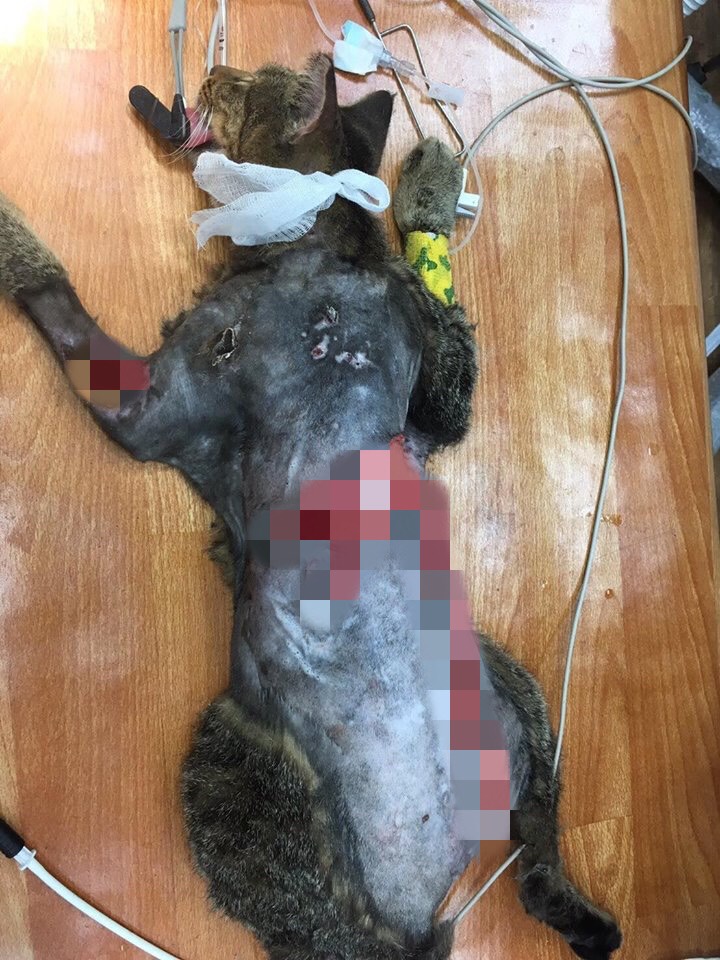 受傷的浪貓身上都有大面積腐蝕性的傷口。 TNR協會/提供