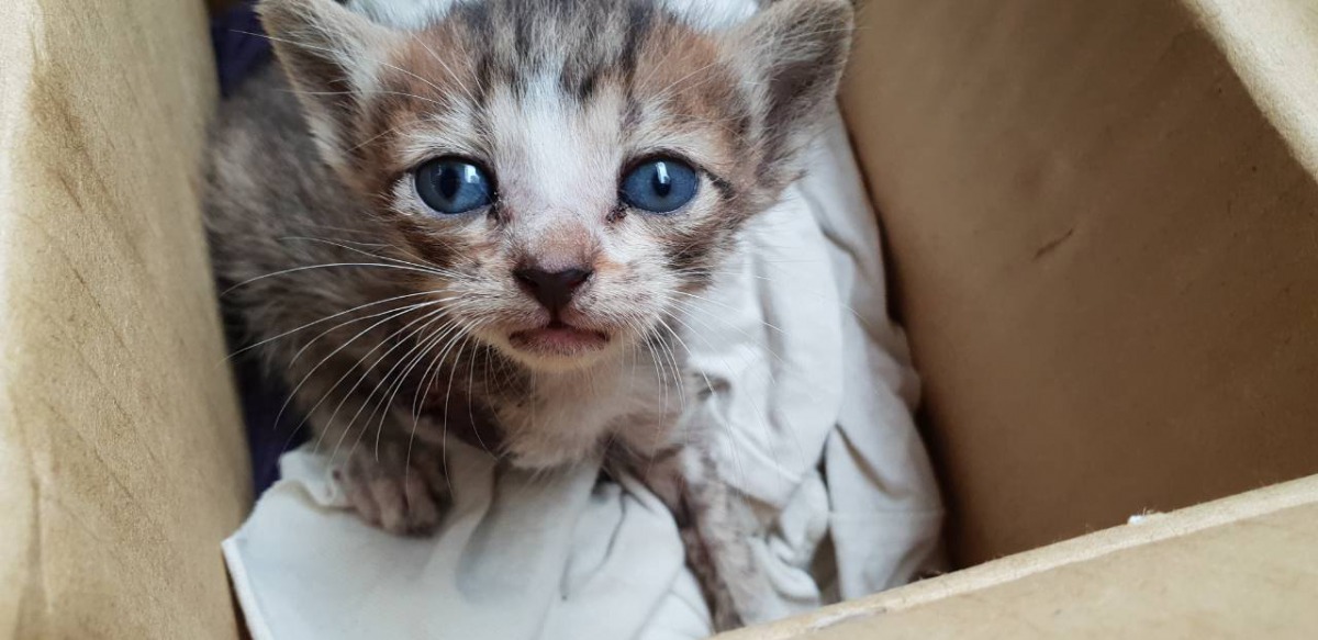 因為尚未斷奶且右前肢斷掉,隨時都有生命危險。高雄關懷流浪動物協會/提供