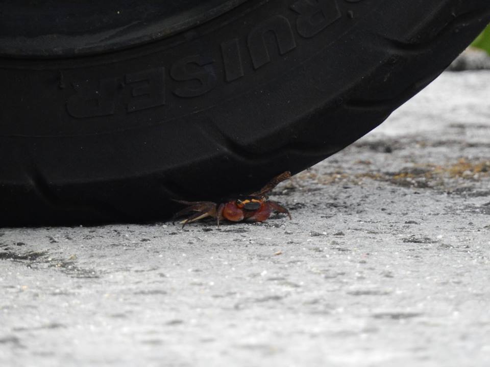 墾管處將辦理活動生態活動讓民眾多加了解陸蟹所面臨的困境。 台灣動物新聞網資料照片 取自/減碳愛綠島