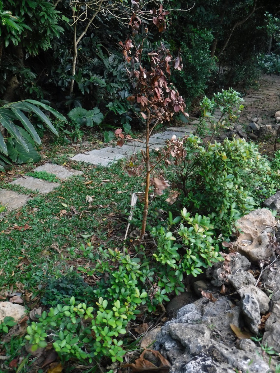 小樹被梅花鹿選為磨角的目標後，整圈樹幹會遭到幹環狀剝皮而死亡。 林業試驗所/提供