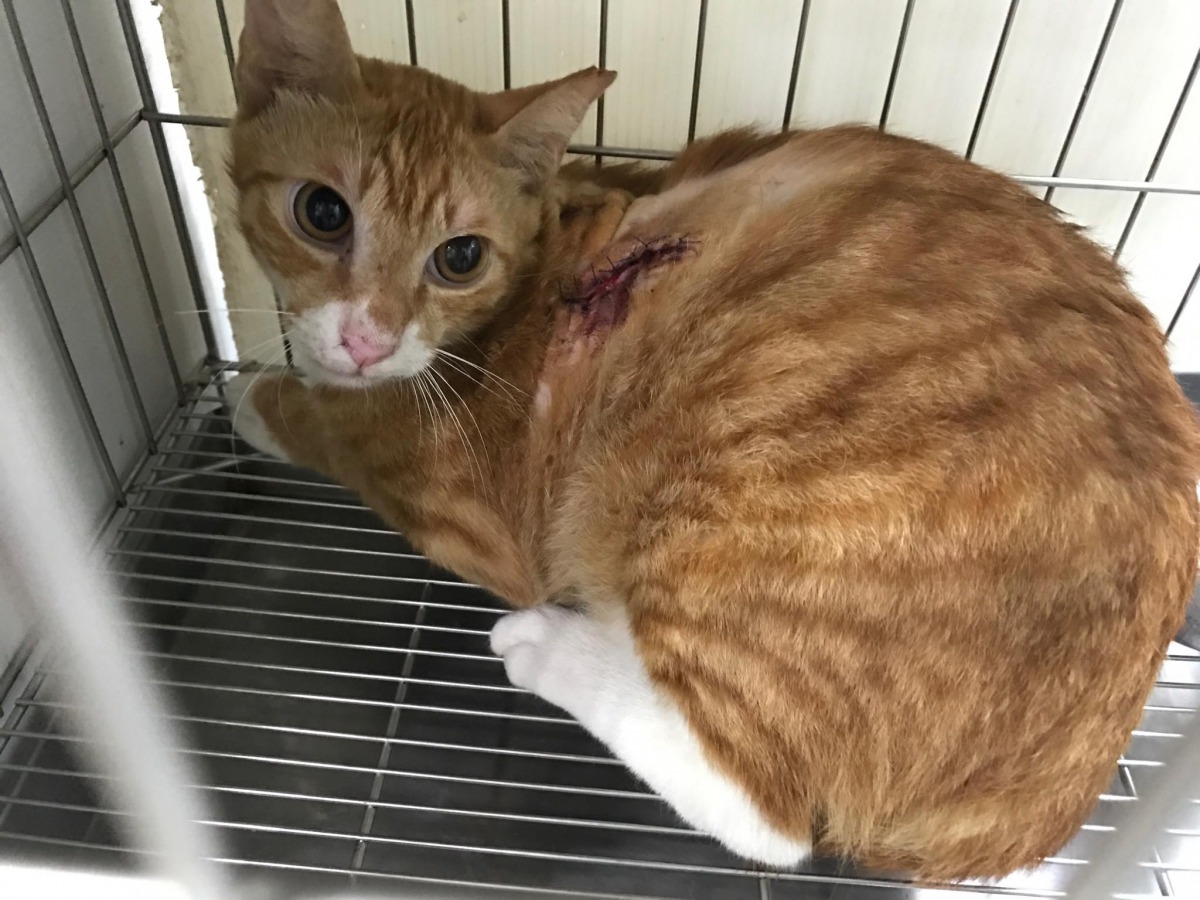 台北市延吉街一帶發生虐貓事件,目前掌握的至少已有19隻貓遭虐。 TNR協會/提供