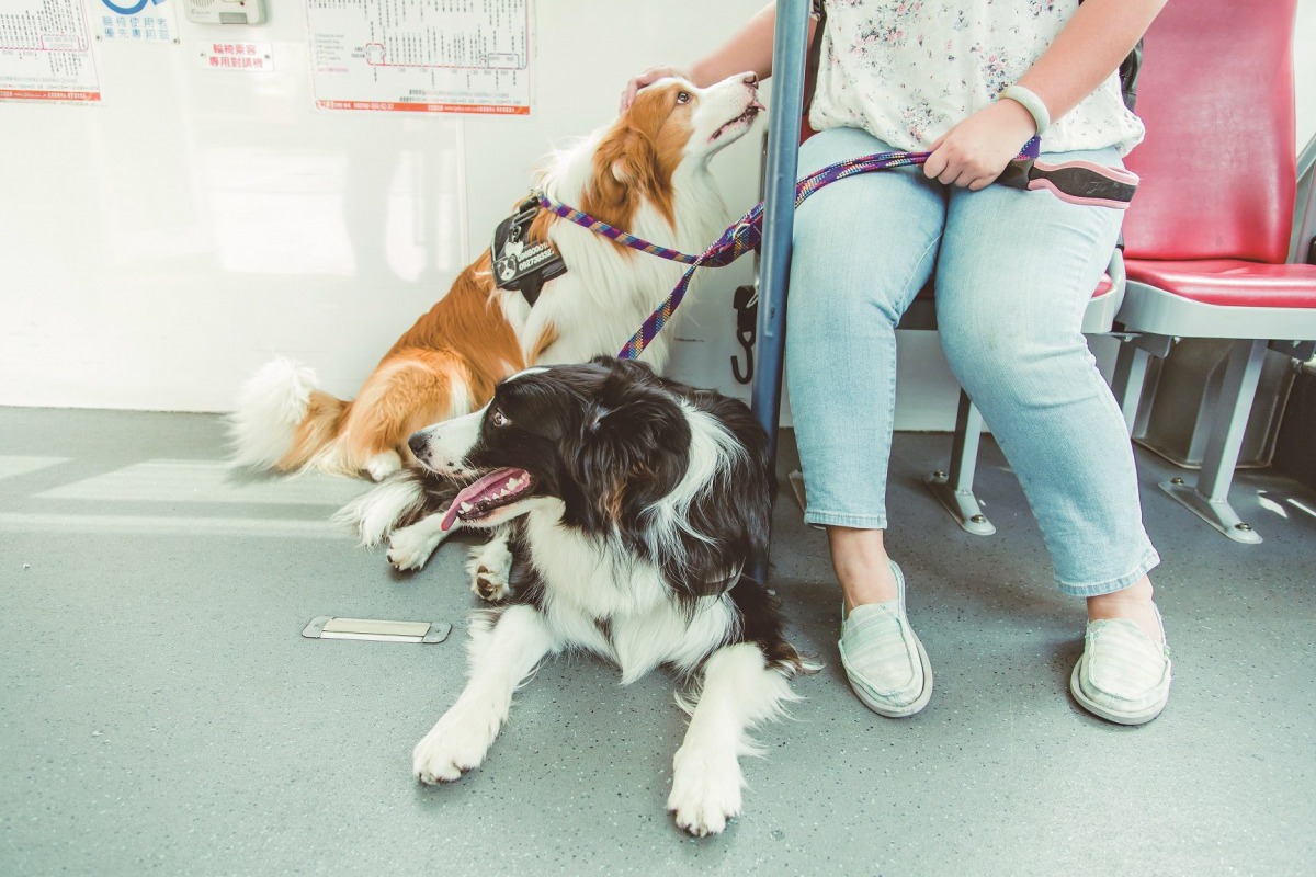 書中也強調只要繫妥牽繩，飼主就可帶毛孩們享受「友善狗狗公車」的貼心交通服務。 台北市動保處/提供