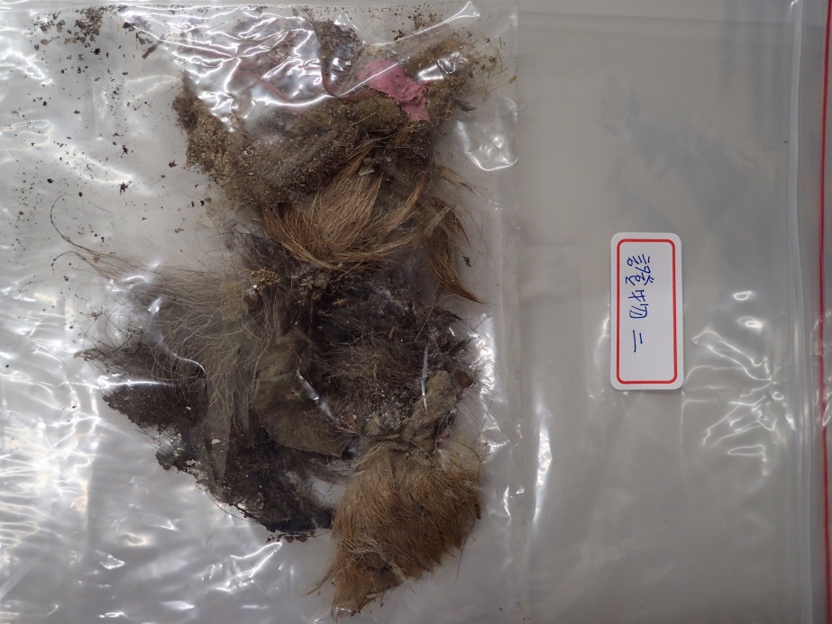 警方查獲到動物毛髮，經DNA比對後確認為犬隻毛髮。 苗栗動保所/提供