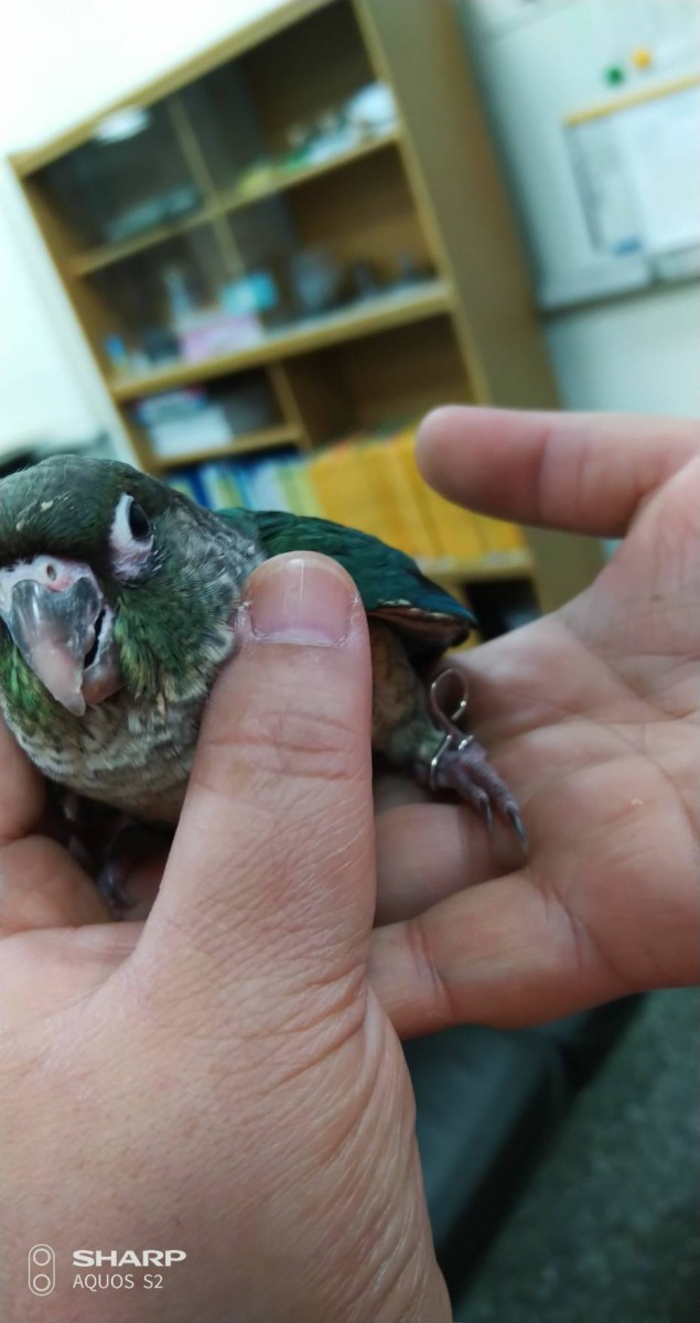 「啾啾」腳上的特製腳環讓飼主一臉就認出來。龜山派出所/提供