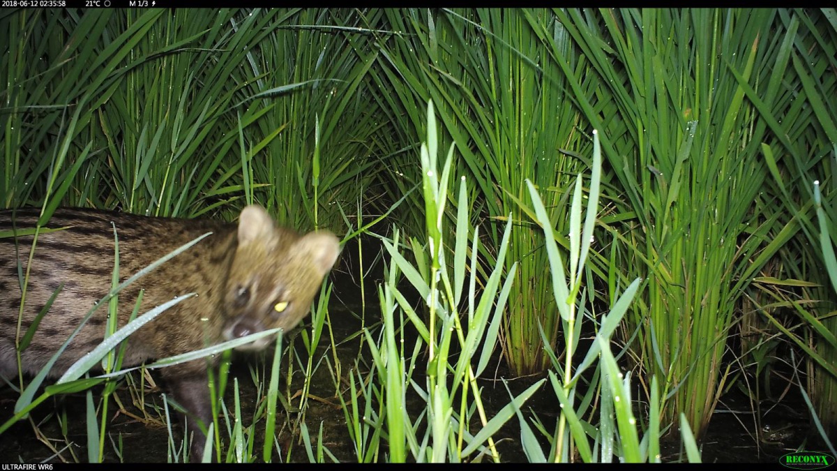 保育類麝香貓也是石虎田的代表性動物。 新竹林管處/提供
