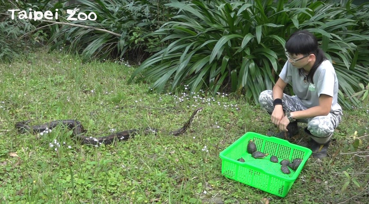 食蛇龜和紅尾蚺在保育員的照顧下在戶外曬太陽。 台北市立動物園/提供