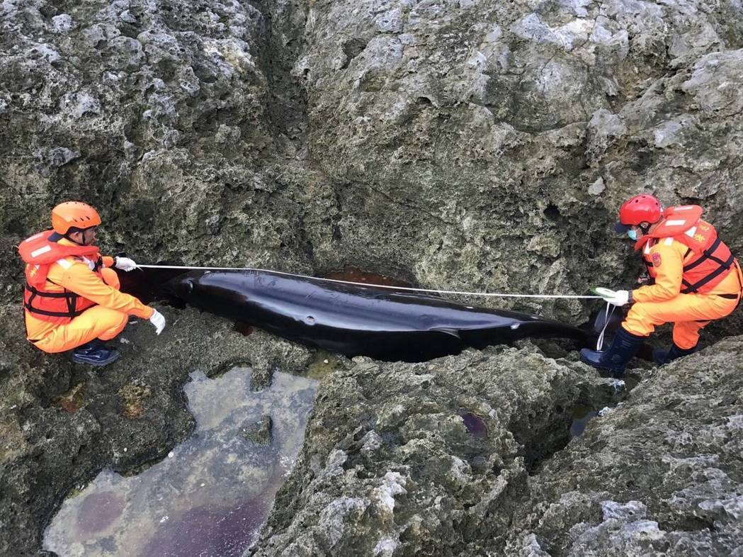 這次3隻柏氏中喙鯨集體擱淺死亡的原因還有待釐清。 第13岸巡總隊/提供