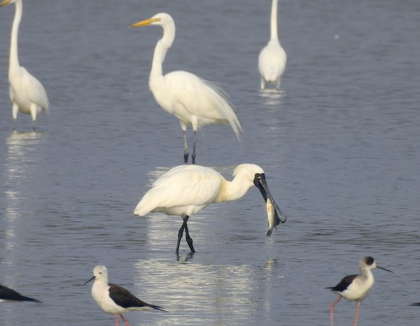 沒有北返的黑面琵鷺仍待在永安濕地覓食。 高雄市養工處/提供